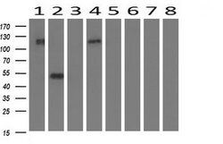 FGFR2 Monoclonal Antibody (OTI1D3), TrueMAB , OriGene 100 &mu;L; Unconjugated:Antibodies,