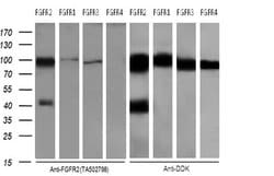 FGFR2 Monoclonal Antibody (OTI1A11), TrueMAB , OriGene 100 &mu;L; Unconjugated:Antibodies,