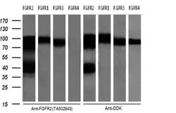FGFR2 Mouse anti-Human, Clone: OTI2D1, lyophilized, TrueMAB 100 &mu;g | Buy Online | Origene Technologies | Fisher Scientific