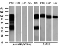 FGFR2 Mouse anti-Human, Clone: OTI4D6, lyophilized, TrueMAB 100 &mu;g;
