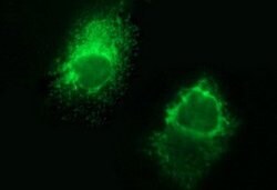 FGG Mouse anti-Human, Clone: OTI3A7, lyophilized, TrueMAB 100 &mu;g; Unconjugated:Antibodies,
