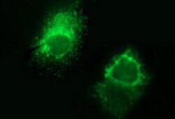 FGG Monoclonal Antibody (OTI3A7), TrueMAB , OriGene 100 &mu;L; Unconjugated:Antibodies,