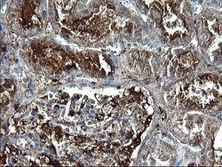 FGG Monoclonal Antibody (OTI1D11), TrueMAB , OriGene 100 &mu;L; Unconjugated:Antibodies,