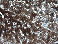 FGG Monoclonal Antibody (OTI1D11), TrueMAB , OriGene 100 &mu;L; Unconjugated:Antibodies,