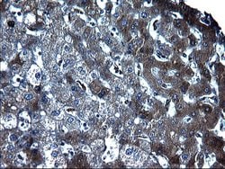 FGG Monoclonal Antibody (OTI1D1), TrueMAB , OriGene 30 &mu;L; Unconjugated:Antibodies,