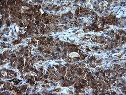 FGG Monoclonal Antibody (OTI2D2), TrueMAB , OriGene 100 &mu;L; Unconjugated:Antibodies,