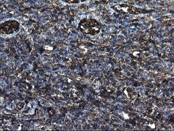 FGG Monoclonal Antibody (OTI2D2), TrueMAB , OriGene 100 &mu;L; Unconjugated:Antibodies,
