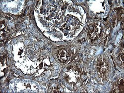 FGG Monoclonal Antibody (OTI2D2), TrueMAB , OriGene 100 &mu;L; Unconjugated:Antibodies,