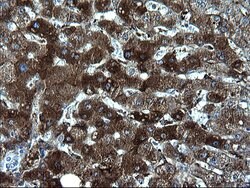 FGG Monoclonal Antibody (OTI2D2), TrueMAB , OriGene:Antibodies:Primary