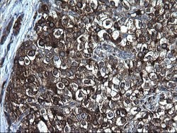 FGG Monoclonal Antibody (OTI2D2), TrueMAB , OriGene:Antibodies:Primary