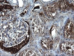 FGG Monoclonal Antibody (OTI4D3), TrueMAB , OriGene 100 &mu;L; Unconjugated:Antibodies,