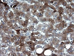 FGG Monoclonal Antibody (OTI4D3), TrueMAB , OriGene 100 &mu;L; Unconjugated:Antibodies,