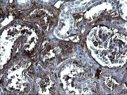 FGG Monoclonal Antibody (OTI5D7), TrueMAB , OriGene:Antibodies:Primary