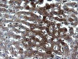 FGG Monoclonal Antibody (OTI5C9), TrueMAB , OriGene 30 &mu;L | Buy Online | Origene Technologies | Fisher Scientific