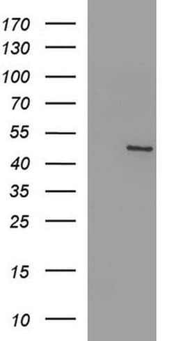 FGG Monoclonal Antibody (OTI1C1), TrueMAB , OriGene:Antibodies:Primary