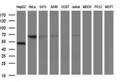 FGG Monoclonal Antibody (OTI1D11), TrueMAB , OriGene 100 &mu;L; Unconjugated:Antibodies,