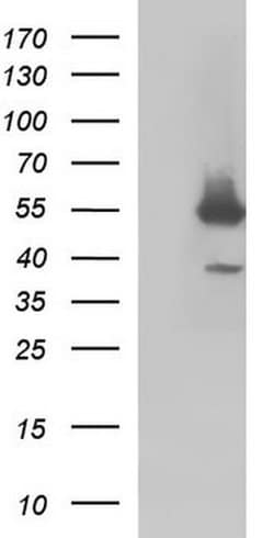 FGG Monoclonal Antibody (OTI1D1), TrueMAB , OriGene 30 &mu;L; Unconjugated:Antibodies,