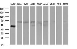 FGG Monoclonal Antibody (OTI1D1), TrueMAB , OriGene 30 &mu;L; Unconjugated:Antibodies,