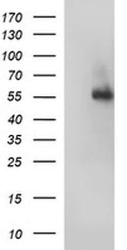 FGG Monoclonal Antibody (OTI3A7), TrueMAB , OriGene 100 &mu;L; Unconjugated:Antibodies,