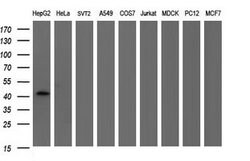 FGG Mouse anti-Human, Clone: OTI3A7, lyophilized, TrueMAB 100 &mu;g; Unconjugated:Antibodies,