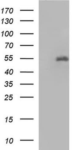 FGG Monoclonal Antibody (OTI5D7), TrueMAB , OriGene 100 &mu;L; Unconjugated:Antibodies,