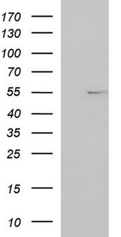 FGG Monoclonal Antibody (OTI4G2), TrueMAB , OriGene:Antibodies:Primary