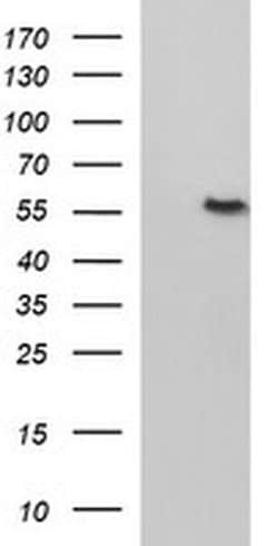 FGG Monoclonal Antibody (OTI4B8), TrueMAB , OriGene:Antibodies:Primary
