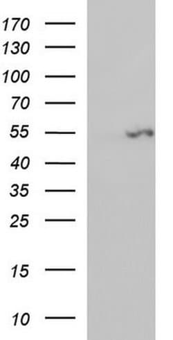 FGG Monoclonal Antibody (OTI1F5), TrueMAB , OriGene 30 &mu;L; Unconjugated:Antibodies,