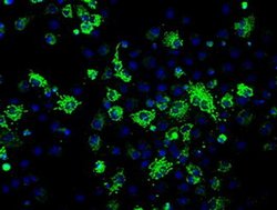 FH Mouse anti-Canine, Human, Rat, Clone: OTI1F10, liquid, TrueMAB 100 &mu;L;