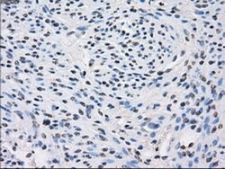 FH Mouse anti-Canine, Human, Rat, Clone: OTI1F10, liquid, TrueMAB 100 &mu;L;