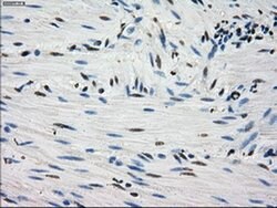 FH Mouse anti-Canine, Human, Rat, Clone: OTI1F10, liquid, TrueMAB 100 &mu;L;