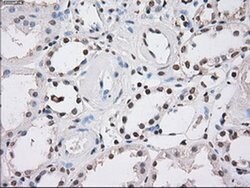 FH Mouse anti-Canine, Human, Rat, Clone: OTI1F10, liquid, TrueMAB 100 &mu;L;