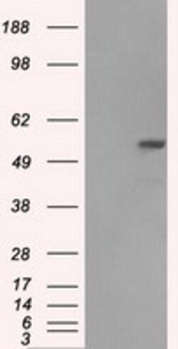 FH Mouse anti-Canine, Human, Rat, Clone: OTI1F10, lyophilized, TrueMAB