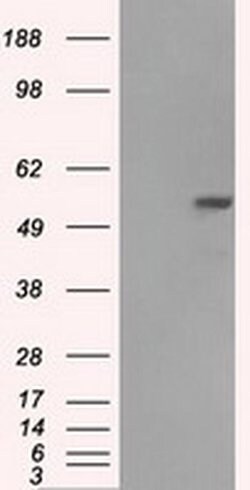 FH Mouse anti-Canine, Human, Rat, Clone: OTI1F10, liquid, TrueMAB 100 &mu;L;