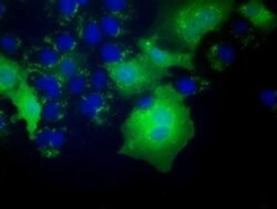 FHL1 Monoclonal Antibody (OTI3H3), TrueMAB , OriGene 30 &mu;L; Unconjugated:Antibodies,