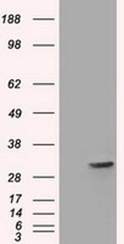 FHL1 Monoclonal Antibody (OTI1D6), TrueMAB , OriGene 100 &mu;L; Unconjugated:Antibodies,