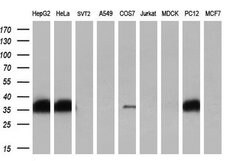 FHL1 Monoclonal Antibody (OTI3H3), TrueMAB , OriGene 30 &mu;L; Unconjugated:Antibodies,