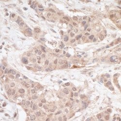 FHL2 Rabbit anti-Human, Polyclonal, Bethyl Laboratories 100 &mu;l; Unlabeled:Antibodies,