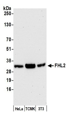 FHL2 Polyclonal Antibody, Bethyl Laboratories 20 &mu;L; Unconjugated:Antibodies,