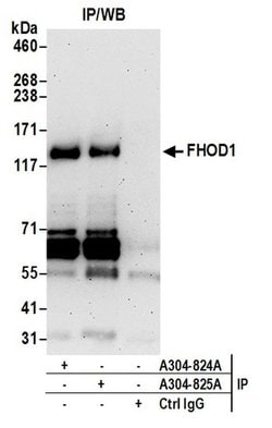 FHOD1 Rabbit anti-Human, Polyclonal, Bethyl Laboratories 100 &mu;L; Unconjugated:Antibodies,