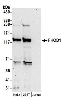 FHOD1 Polyclonal Antibody, Bethyl Laboratories 20 &mu;L; Unconjugated:Antibodies,