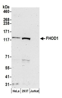FHOD1 Rabbit anti-Human, Polyclonal, Bethyl Laboratories 100 &mu;L; Unconjugated:Antibodies,