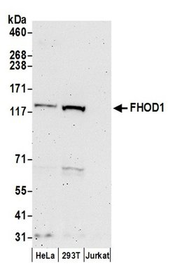 FHOD1 Polyclonal Antibody, Bethyl Laboratories 20 &mu;L | Buy Online | Bethyl Laboratories, Inc | Fisher Scientific