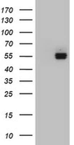 FICD Monoclonal Antibody (OTI3E3), TrueMAB , OriGene 100 &mu;L; Unconjugated:Antibodies,