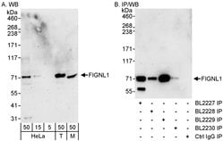 FIGNL1 Rabbit anti-Human, Mouse, Polyclonal, Bethyl Laboratories 100 &mu;L;