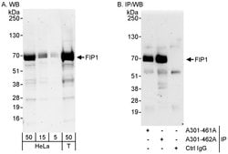 FIP1 Rabbit anti-Human, Polyclonal, Bethyl Laboratories 100 &mu;L; Unconjugated:Antibodies,