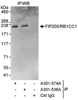 FIP200/RB1CC1 Rabbit anti-Human, Polyclonal, Bethyl Laboratories 10 &mu;L;