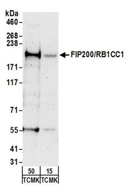 FIP200/RB1CC1 Rabbit anti-Human, Mouse, Polyclonal, Bethyl Laboratories