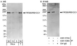 FIP200/RB1CC1 Rabbit anti-Human, Mouse, Polyclonal, Bethyl Laboratories