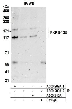 FKBP-135 Rabbit anti-Human, Mouse, Polyclonal, Bethyl Laboratories 100